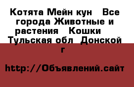 Котята Мейн кун - Все города Животные и растения » Кошки   . Тульская обл.,Донской г.